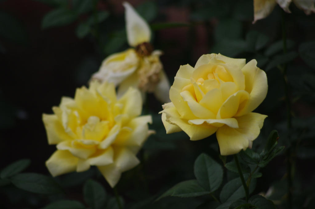 薔薇　16