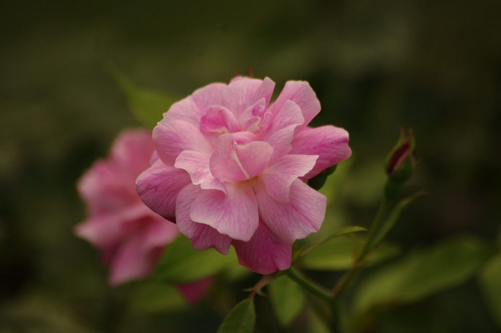 薔薇園　皇居東御苑　