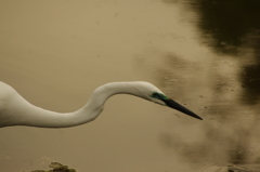 シラサギ　1　日比谷公園
