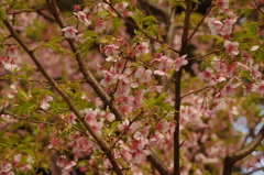 葉桜　五條天神