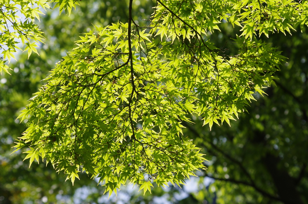 緑紅葉　日比谷公園