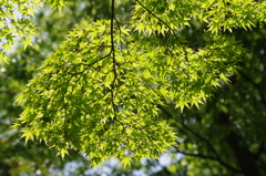 緑紅葉　日比谷公園