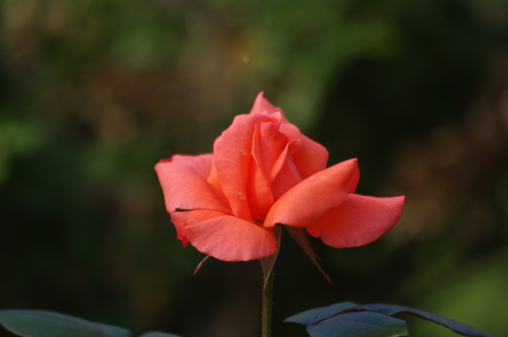 薔薇　3