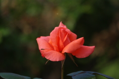 薔薇　3