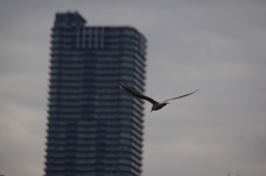 カモメ　旧浜離宮庭園