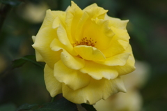 薔薇　1　日比谷公園　１０月下旬