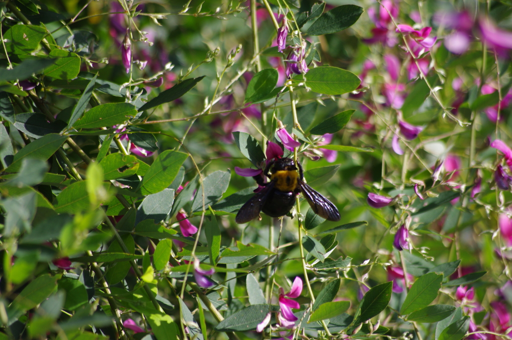 ハナクマバチと花　