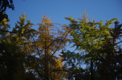 紅葉　2
