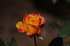 薔薇　3　