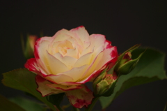 薔薇　13　代々木公園　６月