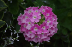 雨の中の花　ザ・プリンスパークタワー東京