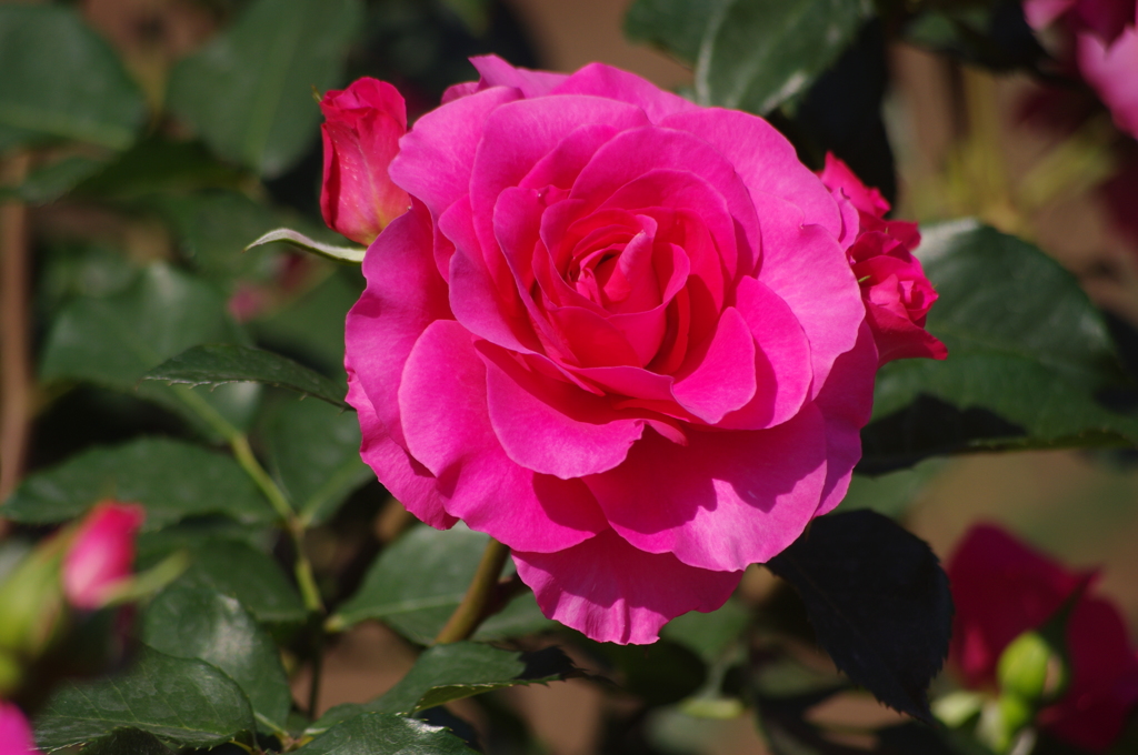 薔薇　9