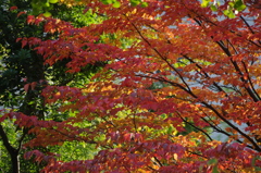 紅葉　3　東品川海上公園　１１月