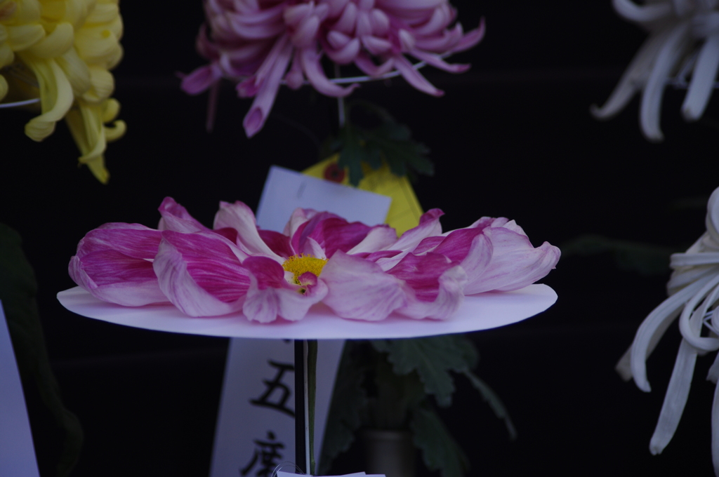 菊　9