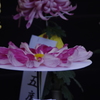 菊　9