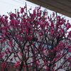 紅梅　1