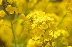 黄色の世界　菜の花　白金台どんぐり児童遊園