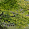 緑モミジから秋へ移ろう　日比谷公園　１０月　