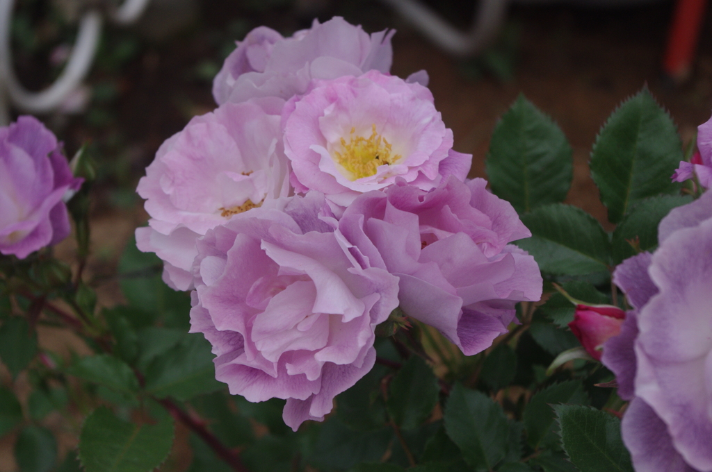 薔薇　９　　芝浦中央公園