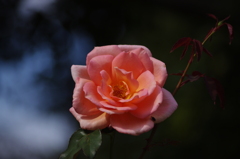 薔薇　12