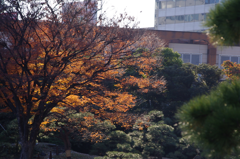 紅葉　1