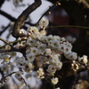 梅　2
