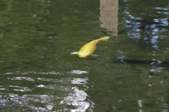 鯉　3