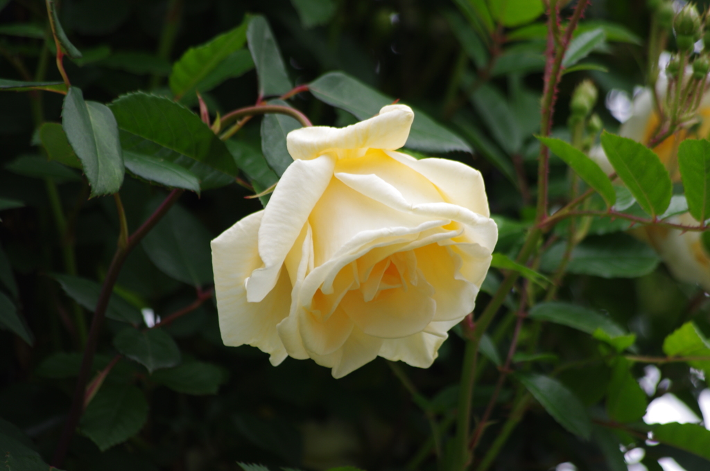 薔薇　6　港が見える丘公園　5月