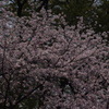 桜　2