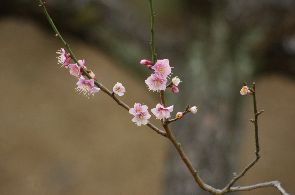 紅梅　芝公園　１月