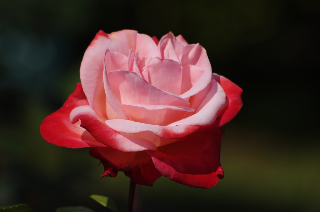 薔薇　10