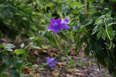 桔梗　1　旧芝離宮庭園　9月