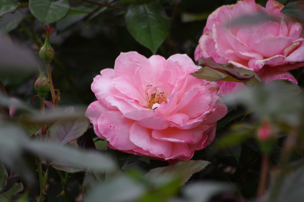 日比谷の薔薇　1　日比谷公園