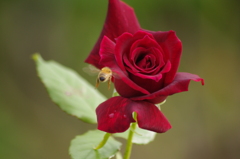 薔薇　3