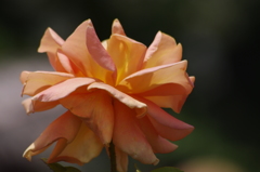 薔薇　5