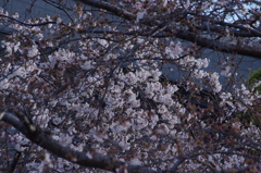 桜　1