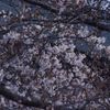 桜　1