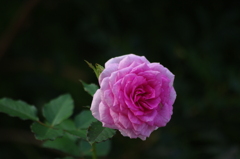 薔薇　2