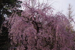 枝垂桜