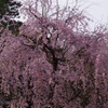 枝垂桜