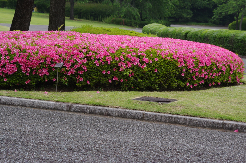 皇居東御苑本丸跡のサツキ