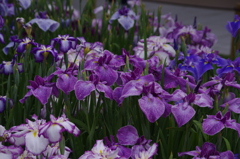 花菖蒲　8