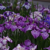 花菖蒲　8