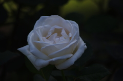 薔薇　8