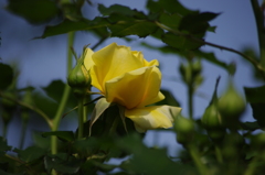 薔薇だ咲いた　3