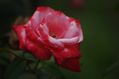 薔薇　2