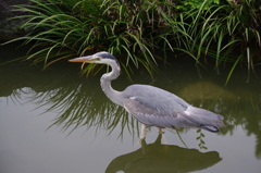 アオサギ　清澄庭園　６月　6