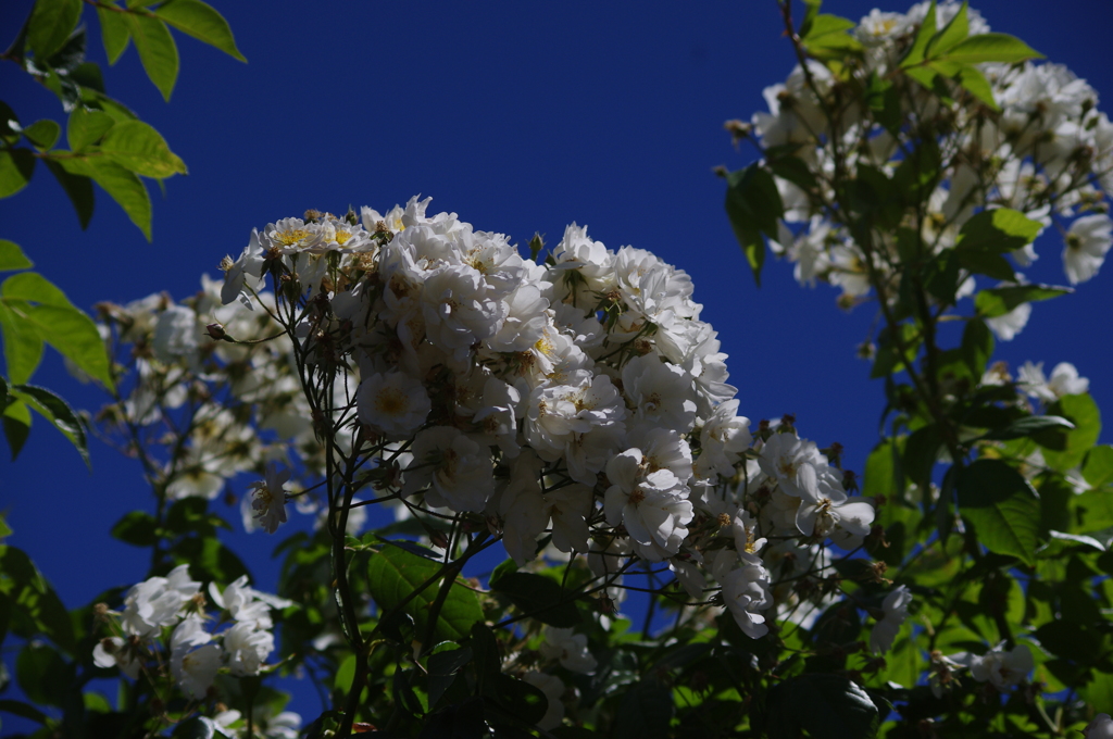 薔薇　5