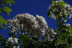 薔薇　5