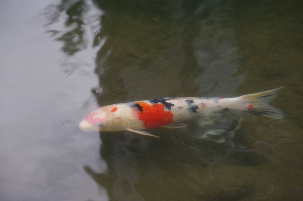 小川の鯉　旧芝離宮庭園　１０月下旬
